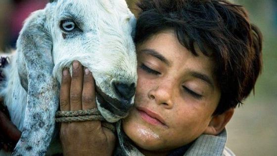Why do Muslims sacrifice animals on Eid al-Adha (Bakra Eid)? eid al adha sacrifice - Why do Muslims sacrifice animals on Eid al-Adha (Bakra Eid)?